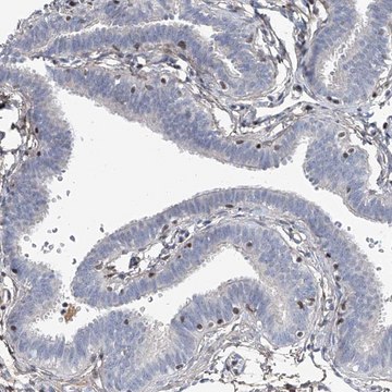 Anti-HOXA3 antibody produced in rabbit Prestige Antibodies&#174; Powered by Atlas Antibodies, affinity isolated antibody, buffered aqueous glycerol solution