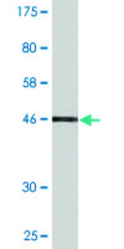 Monoclonal Anti-SDS antibody produced in mouse clone 1A9, purified immunoglobulin, buffered aqueous solution