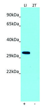 Anti-FFAR2 (C-terminal) antibody produced in rabbit affinity isolated antibody