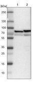 Anti-PDIA4 antibody produced in rabbit Prestige Antibodies&#174; Powered by Atlas Antibodies, affinity isolated antibody, buffered aqueous glycerol solution, Ab2
