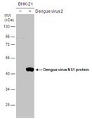 Anti-NS1 antibody produced in rabbit affinity isolated antibody, buffered aqueous solution