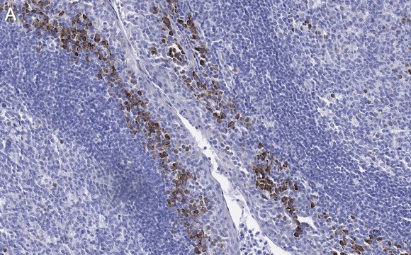 Anti-&#946;-Tubulin Antibody, clone 1C9 ZooMAb&#174; Rabbit Monoclonal recombinant, expressed in HEK 293 cells