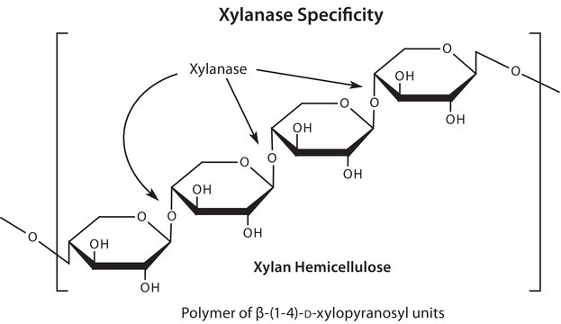 &#946;-Xylosidase, thermostable recombinant, expressed in E. coli, &#8805;90% (SDS-PAGE)