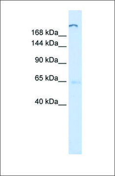 Anti-ATP10D antibody produced in rabbit affinity isolated antibody