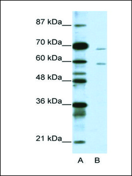 Anti-FOXA2 IgG fraction of antiserum