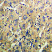 Anti-phospho-APC1 (pSer688) antibody produced in rabbit affinity isolated antibody