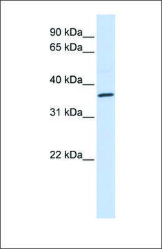 Anti-CCR5 antibody produced in rabbit affinity isolated antibody