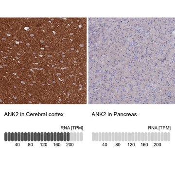 Anti-ANK2 antibody produced in rabbit Prestige Antibodies&#174; Powered by Atlas Antibodies, affinity isolated antibody, buffered aqueous glycerol solution