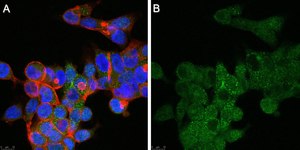 Anti-GPR146 Antibody, clone 1F6 ZooMAb® Rabbit Monoclonal recombinant, expressed in HEK 293 cells