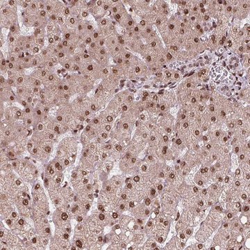 Anti-SNRNP35 antibody produced in rabbit Prestige Antibodies® Powered by Atlas Antibodies, affinity isolated antibody, buffered aqueous glycerol solution