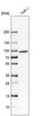 Anti-CRTC2 antibody produced in rabbit Prestige Antibodies® Powered by Atlas Antibodies, affinity isolated antibody, buffered aqueous glycerol solution, ab2