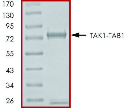 TAK1-TAB1 (1-303), (437-end), active, GST tagged human PRECISIO&#174; Kinase, recombinant, expressed in baculovirus infected Sf9 cells, &#8805;70% (SDS-PAGE), buffered aqueous glycerol solution