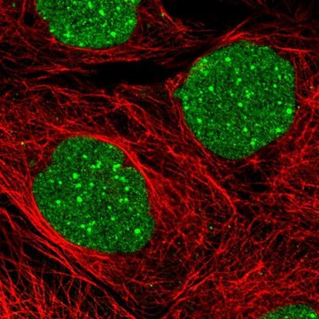 Anti-DAXX antibody produced in rabbit Prestige Antibodies&#174; Powered by Atlas Antibodies, affinity isolated antibody, buffered aqueous glycerol solution