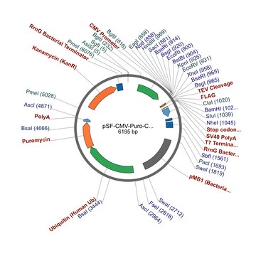 PSF-CMV-PURO-COOH-TEV-FLAG&#174; - C-TERMINAL FLAG&#174; TAG MAMMALIAN PLASMID plasmid vector for molecular cloning