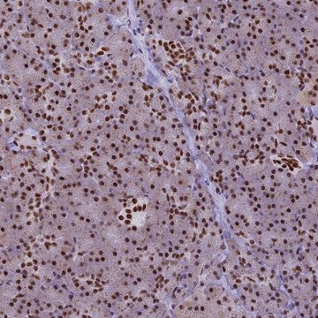 Anti-IRF2BP1 antibody produced in rabbit Prestige Antibodies&#174; Powered by Atlas Antibodies, affinity isolated antibody, buffered aqueous glycerol solution