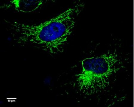 Monoclonal Anti-UQCRC1 antibody produced in mouse clone GT139, affinity isolated antibody