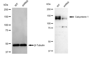 KD-Validated Anti Calsyntenin 1 Antibody, clone 23GB3725, Rabbit Monoclonal clone 23GB3725, recombinant rabbit monoclonal, expressed in HEK293 cells
