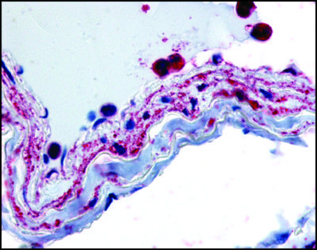 Anti-PTPMT1 (AB2) antibody produced in rabbit affinity isolated antibody, buffered aqueous solution