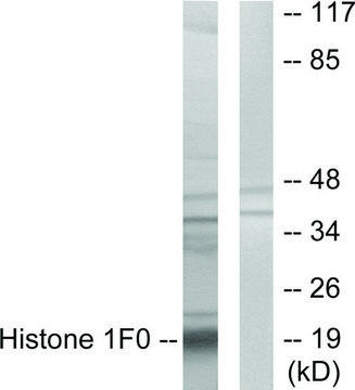 Anti-Histone 1F0 antibody produced in rabbit affinity isolated antibody