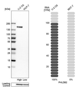 抗-PHLDB2 兔抗 Prestige Antibodies&#174; Powered by Atlas Antibodies, affinity isolated antibody, buffered aqueous glycerol solution