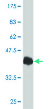 单克隆抗-TRPV1 小鼠抗 clone 1F5, purified immunoglobulin, buffered aqueous solution