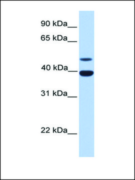 Anti-INHA antibody produced in rabbit affinity isolated antibody