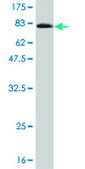 Monoclonal Anti-NT5C2 antibody produced in mouse clone 3C1, purified immunoglobulin, buffered aqueous solution