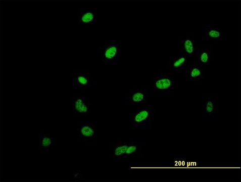 Anti-SAFB2 antibody produced in mouse IgG fraction of antiserum, buffered aqueous solution