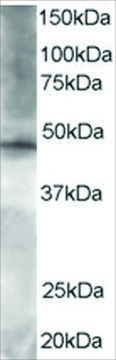 Anti-BRF2 antibody produced in goat affinity isolated antibody, buffered aqueous solution