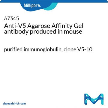 抗-V5 琼脂糖亲和凝胶 小鼠抗 purified immunoglobulin, clone V5-10