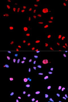 Anti-Phospho-MDM2-S166 antibody produced in rabbit