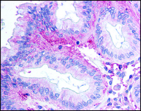 Anti-GPR81/FKSG80 (AB2) antibody produced in rabbit affinity isolated antibody, buffered aqueous solution