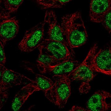 抗-FOXA3 兔抗 Prestige Antibodies&#174; Powered by Atlas Antibodies, affinity isolated antibody