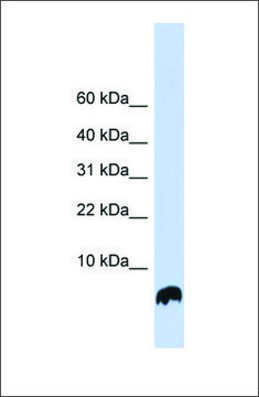 Anti-GLRX antibody produced in rabbit affinity isolated antibody