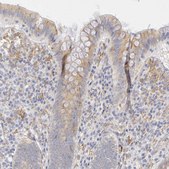 Anti-PLOD3 antibody produced in rabbit Prestige Antibodies® Powered by Atlas Antibodies, affinity isolated antibody, buffered aqueous glycerol solution