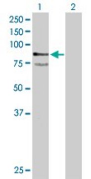 Anti-PTPRR antibody produced in mouse purified immunoglobulin, buffered aqueous solution