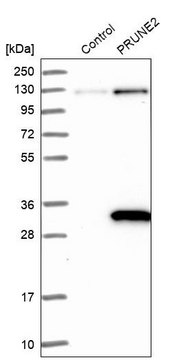 抗-PRUNE2 兔抗 Prestige Antibodies&#174; Powered by Atlas Antibodies, affinity isolated antibody, buffered aqueous glycerol solution