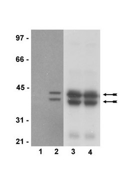 抗-磷酸化-Erk1/2（Thr202/Tyr204，Thr185/Tyr187）抗体，重组克隆AW39R，兔单克隆 clone AW39R, Upstate&#174;, from rabbit