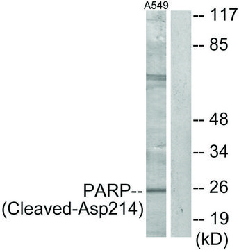 Anti-PARP (Cleaved-Asp214) antibody produced in rabbit affinity isolated antibody