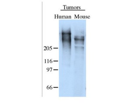 Anti-Tenascin Antibody Chemicon&#174;, from rabbit