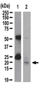 Anti-Rac1 Antibody, clone 23A8, Magnetic bead Conjugate purified antibody, clone 23A8, from mouse