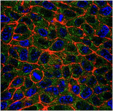 Anti-GAPDH Antibody, clone 6C5, Alexa Fluor&#8482; 488 conjugate clone 6C5, from mouse, ALEXA FLUOR&#8482; 488