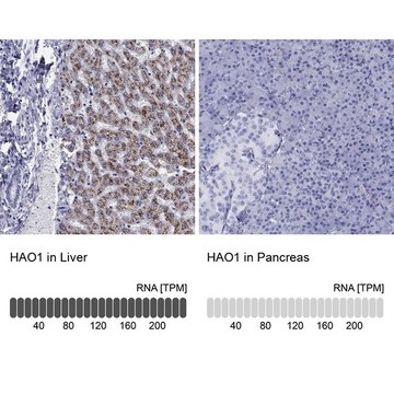 Anti-HAO1 antibody produced in rabbit Prestige Antibodies&#174; Powered by Atlas Antibodies, affinity isolated antibody, buffered aqueous glycerol solution