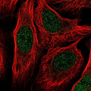 Anti-RANGRF antibody produced in rabbit Prestige Antibodies&#174; Powered by Atlas Antibodies, affinity isolated antibody