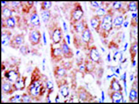 Anti-NME4 (N-term) antibody produced in rabbit IgG fraction of antiserum, buffered aqueous solution