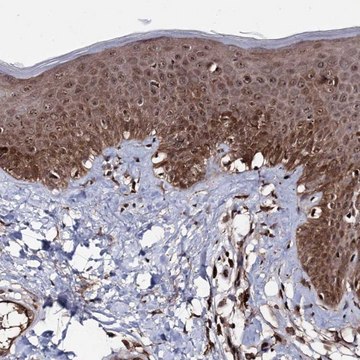 Anti-MICALCL antibody produced in rabbit Prestige Antibodies&#174; Powered by Atlas Antibodies, affinity isolated antibody, buffered aqueous glycerol solution