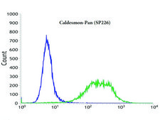 Anti-Caldesmon-Pan antibody, Rabbit monoclonal clone SP226, recombinant, expressed in proprietary host, affinity isolated antibody