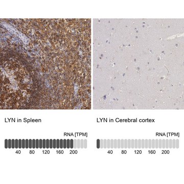 Anti-LYN antibody produced in rabbit Prestige Antibodies&#174; Powered by Atlas Antibodies, affinity isolated antibody, buffered aqueous glycerol solution