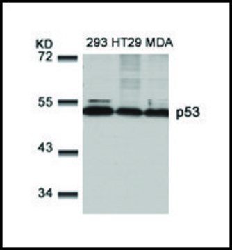 Anti-TP53 (Ab-9) antibody produced in rabbit affinity isolated antibody