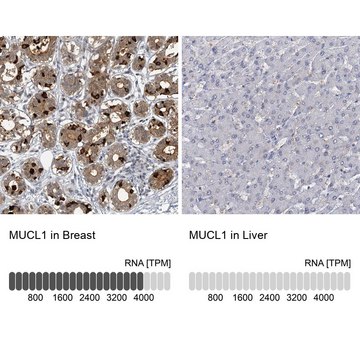 Anti-MUCL1 antibody produced in rabbit Prestige Antibodies&#174; Powered by Atlas Antibodies, affinity isolated antibody, buffered aqueous glycerol solution